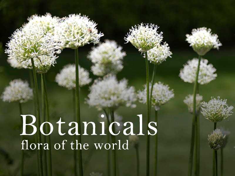 Botanicals—flora of the world